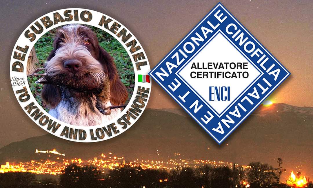 //www.gruppocinofiloperugino.org/wp-content/uploads/2024/07/PAGLIARINI.jpg